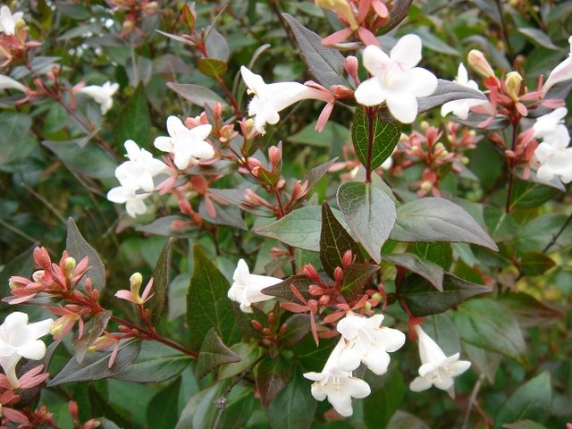 Abelia x grandiflora